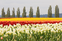 Row Of Trees Behind Tulips