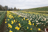 Rows Of Daffodils
