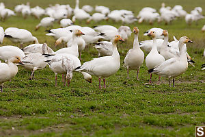 Snow Geese