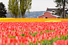 Tulips To Barn