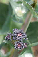 Purple Broccolli