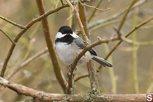 Chickadee On Branch