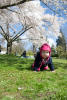 Crawling Under The Cherry Blossoms