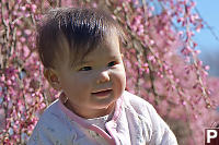 Nara WIth Cherry Blossoms