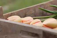 Soft Pink Tulips In Box