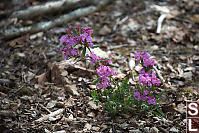 Bog Laurel Growing In Leaf Litter