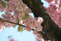 Cherry Blossoms Growing Near Branch
