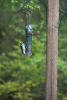 Downy Woodpecker And Pine Siskin