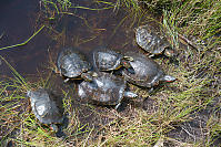 Family Of Red Eared Sliders