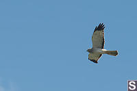 Northern Harrier Adult Male Starting Turn