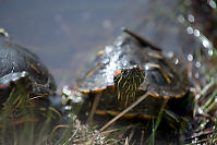 Red Eared Slider Face On