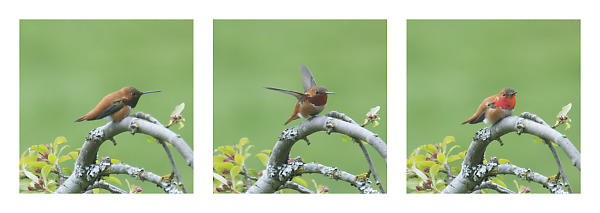 Rufous Hummingbird