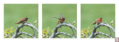 Rufous Hummingbird