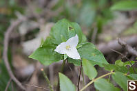 Trillium