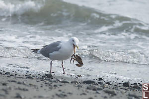 Glaucous Winged Gull Flipping Red Rock Crab