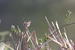 Marsh Wren On Top Of Cattails