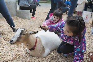 Nara Brushing Goat