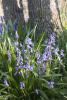 Spanish Bluebells