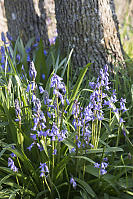 Spanish Bluebells