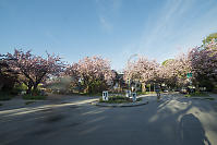 Biking Through Cherry Blossom Intersection