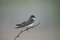 Immature Female Tree Swallow