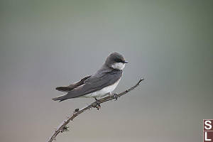 Immature Female Tree Swallow