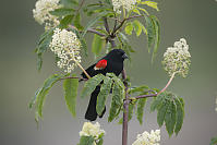 Red Wing Blackbird In Red Elderberry