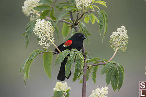 Red Wing Blackbird In Red Elderberry