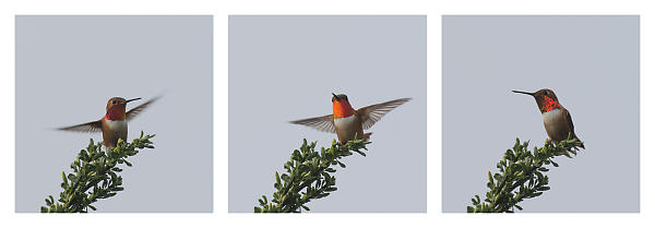 Rufous Hummingbird Landing