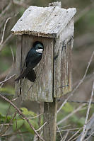 Swallow Inspecting Birdhouse