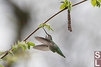 Female Annas With Red Alder