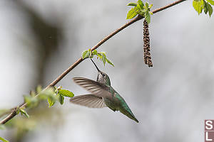 Female Annas With Red Alder