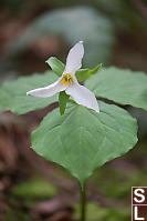 Trillium