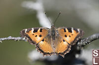 California Tortoiseshell