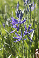 Common Camas