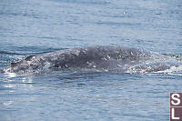 Grey Whale Back