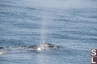 Grey Whale Blow