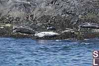 Harbour Seals On The Rocks