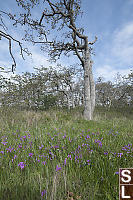 Shooting Stars Under Oak Trees