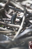 Garter Snake Warming