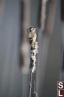 Marsh Wren At Top Of Bullrush