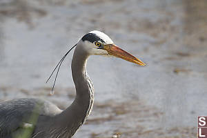 Great Blue Heron With Backlit Beak