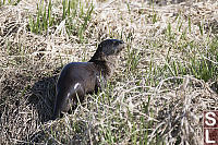 River Otter Top Of Bank