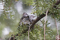 Two Hummingbird Chicks On Nest