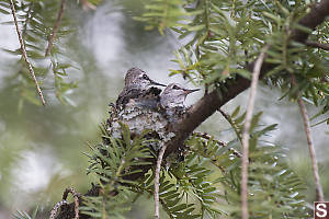 Two Hummingbird Chicks On Nest