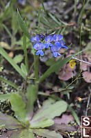 Blue Eyed Mary