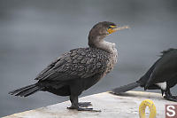 Double Crested Cormorant Drying Off