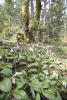 Patch Of Lilies In Forest