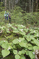 Patch Of Trillium