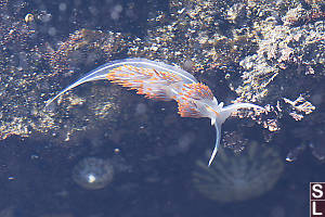 Thick-horned Nudibranch